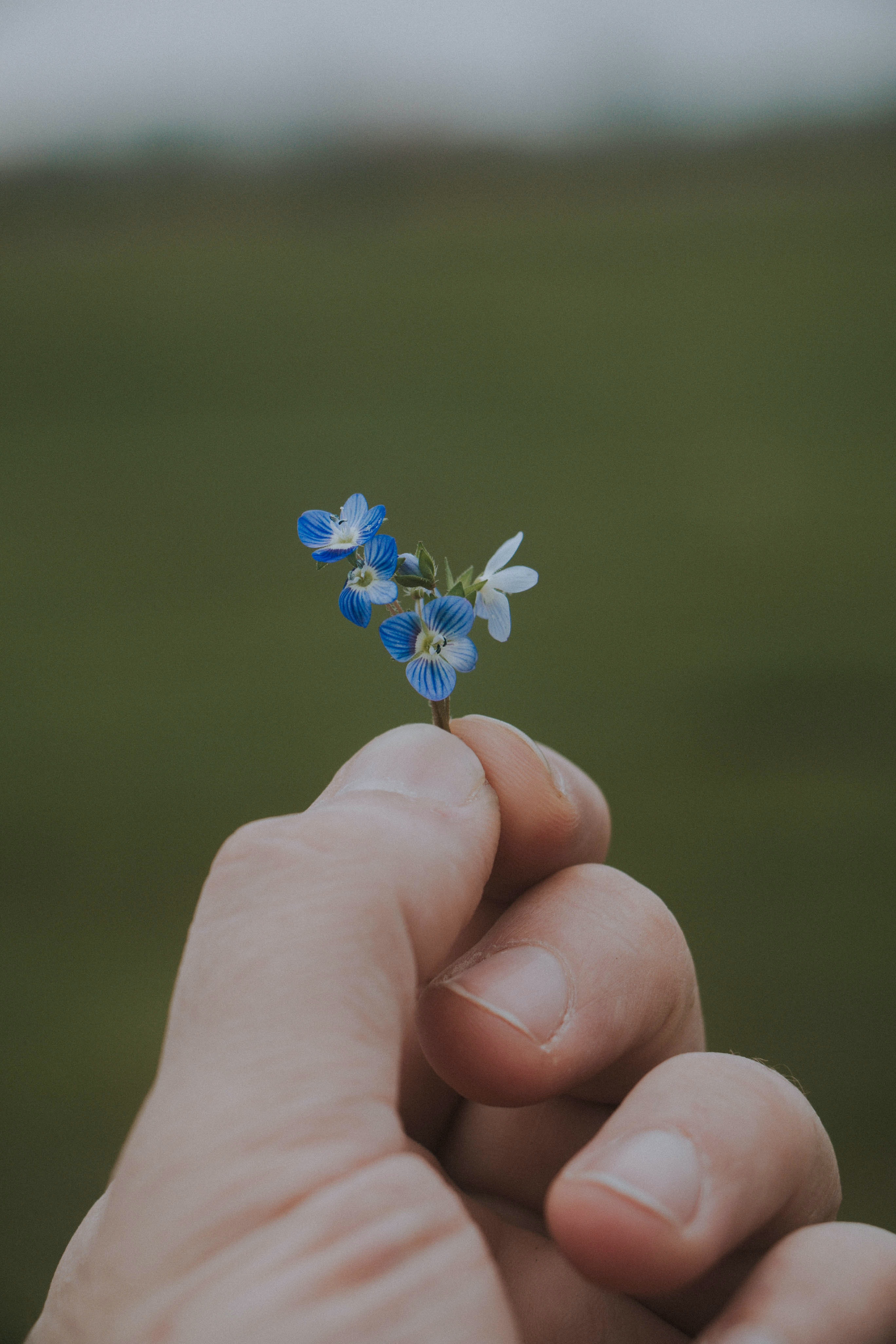 plante une fleur